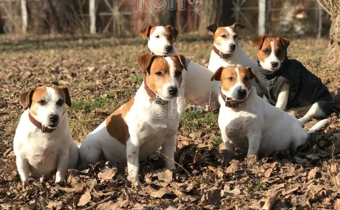 У Києві з'явився таємничий «підрозділ» клонів пса Патрона (фото)