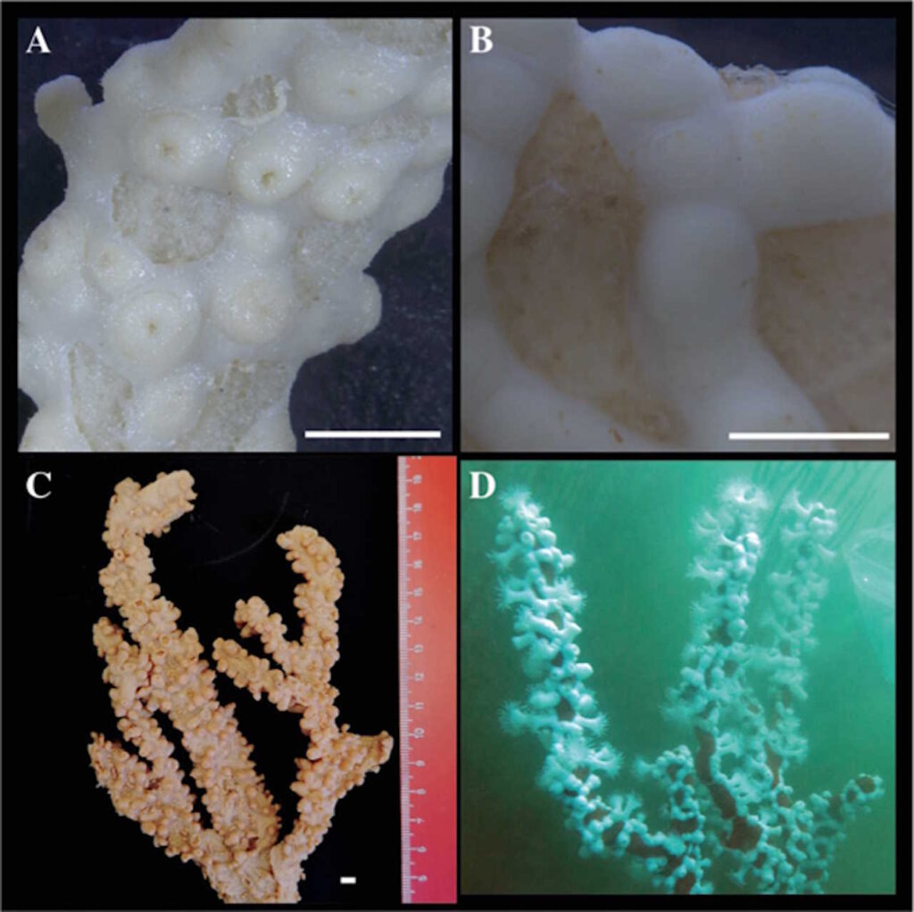 У музейних зразках знайшли шість нових видів коралових поліпів