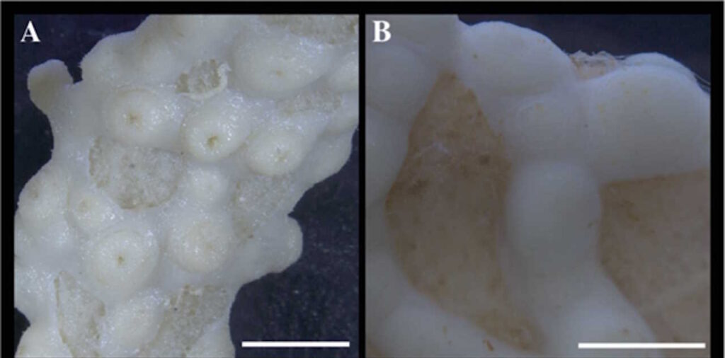 У музейних зразках знайшли шість нових видів коралових поліпів