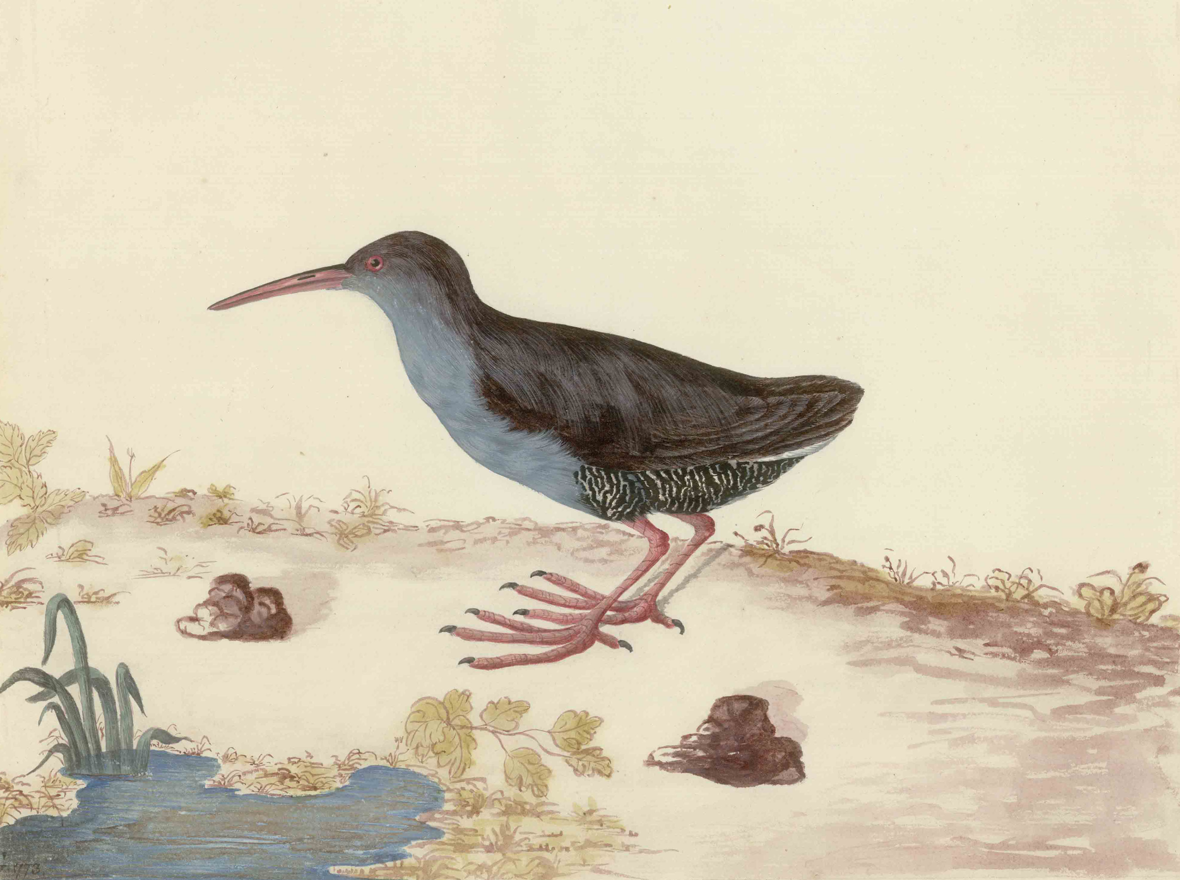 The holotype of Rallus caerulescens, a watercolour painting by Georg Foster