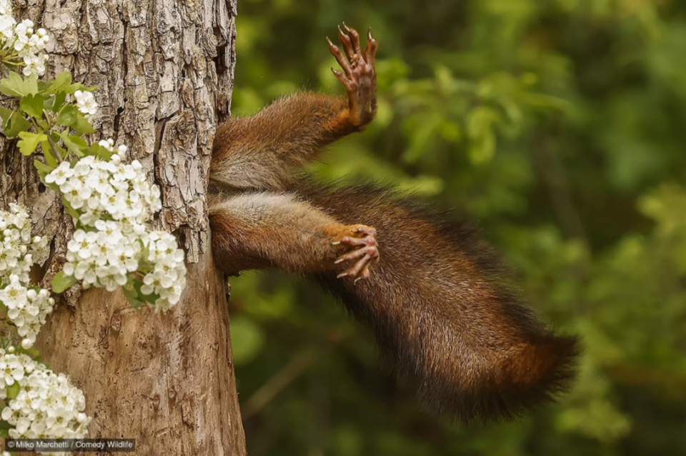 Фотоконкурс Nikon Comedy Wildlife Awards обрав найкумедніші знімки року