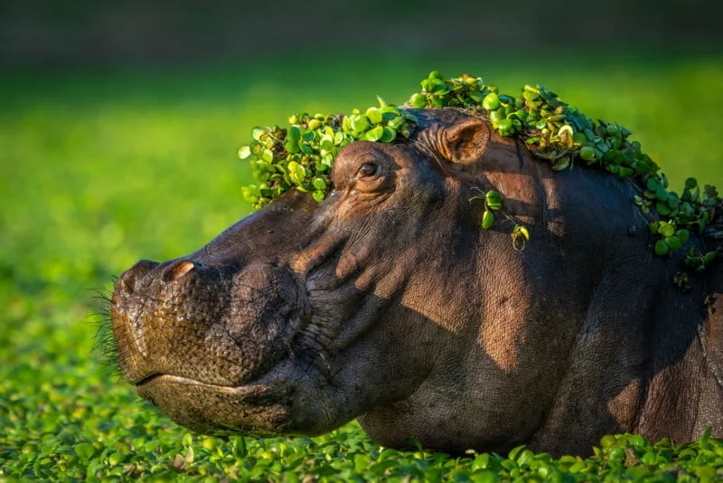 Фотоконкурс Nikon Comedy Wildlife Awards обрав найкумедніші знімки року