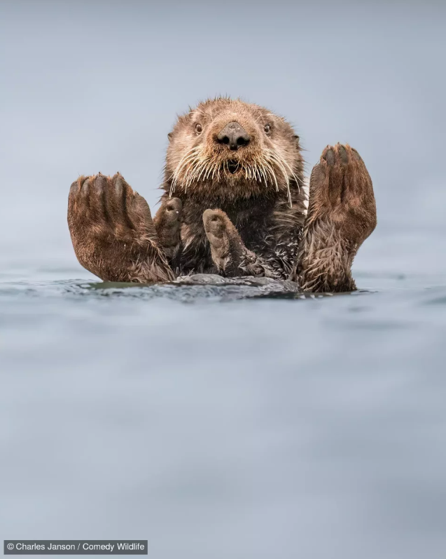 Фотоконкурс Nikon Comedy Wildlife Awards обрав найкумедніші знімки року