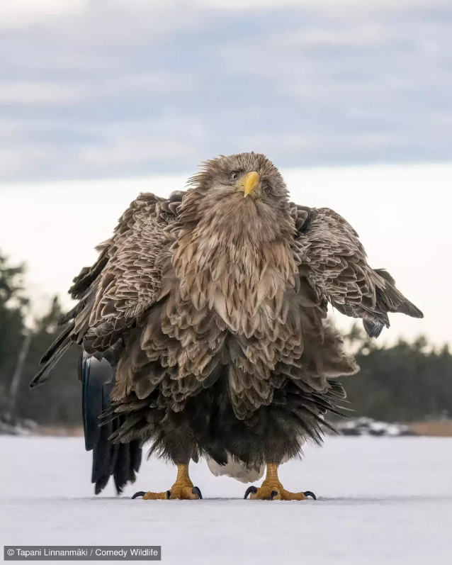 Фотоконкурс Nikon Comedy Wildlife Awards обрав найкумедніші знімки року