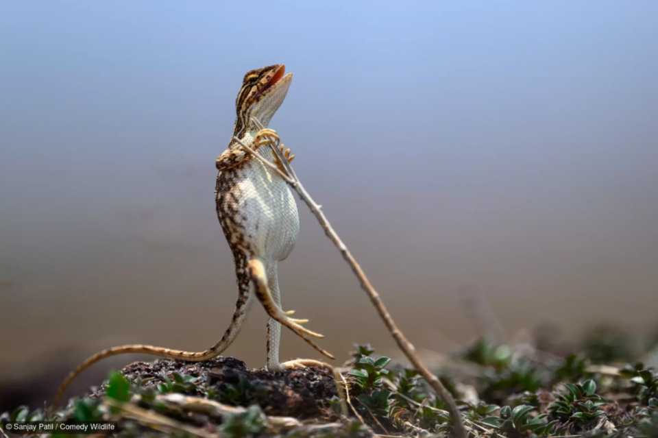 Фотоконкурс Nikon Comedy Wildlife Awards обрав найкумедніші знімки року