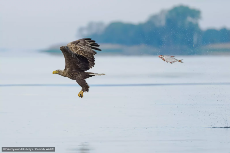 Фотоконкурс Nikon Comedy Wildlife Awards обрав найкумедніші знімки року