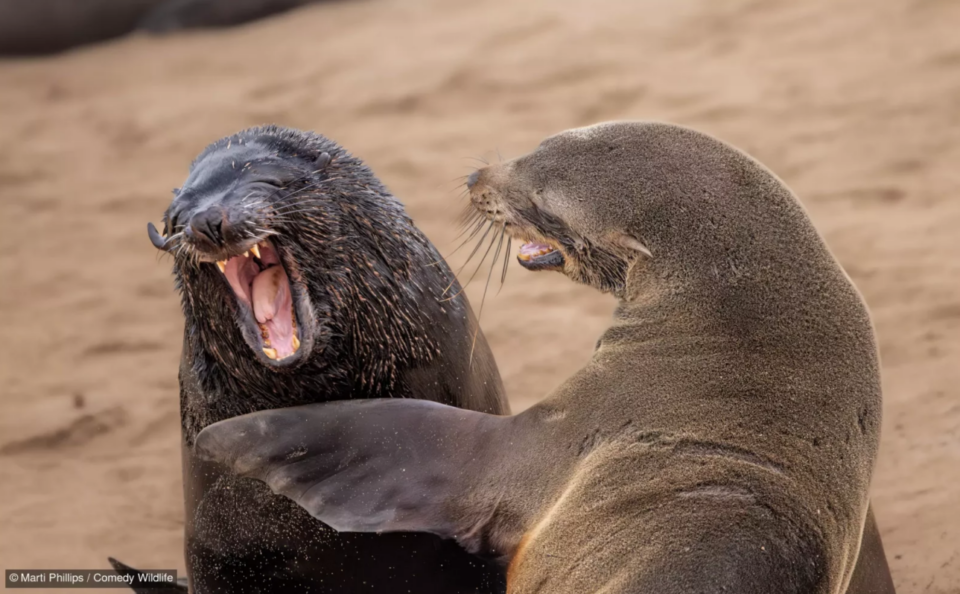 Фотоконкурс Nikon Comedy Wildlife Awards обрав найкумедніші знімки року