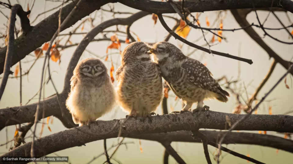 Фотоконкурс Nikon Comedy Wildlife Awards обрав найкумедніші знімки року