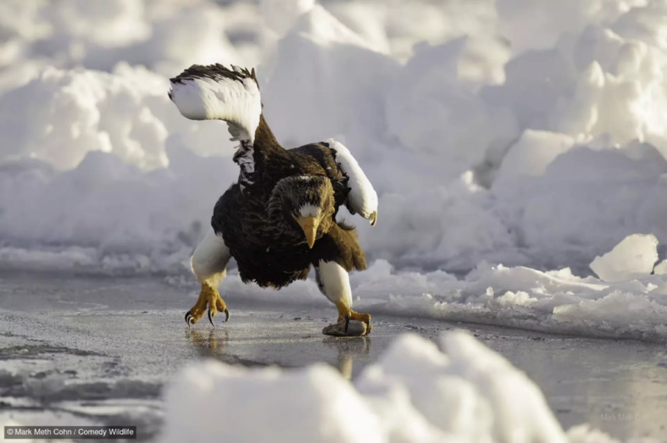 Фотоконкурс Nikon Comedy Wildlife Awards обрав найкумедніші знімки року