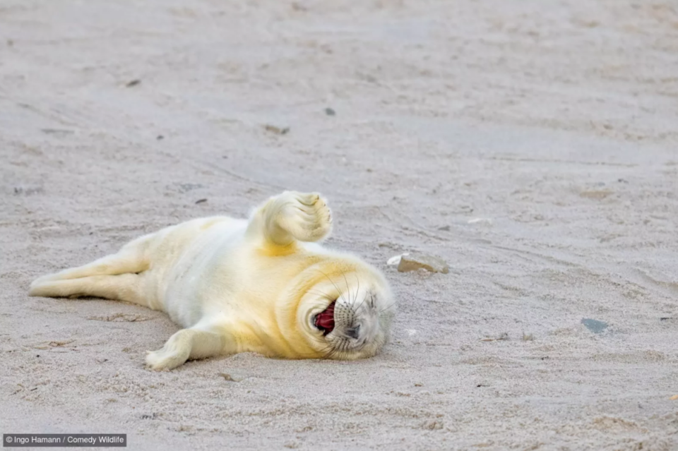 Фотоконкурс Nikon Comedy Wildlife Awards обрав найкумедніші знімки року