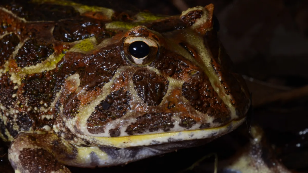 Жахлива жаба: Гігантський Beelzebufo, який їв динозаврів