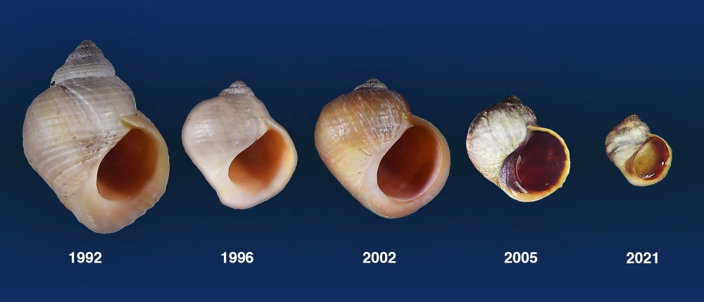 Crab-ecotype snails (1992) evolved to strikingly resemble the lost Wave-ecotype snails on a skerry.