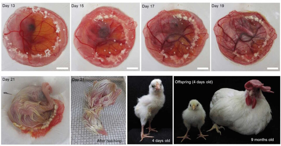 Біологи вперше виростили курей з яєць без шкаралупи
