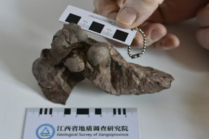 Скам'янілі яйця динозавра&amp;nbsp;Minioolithus ganzhouensis.&amp;nbsp;China University of Geosciences (Wuhan)