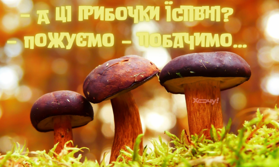 Всі гриби їстівні, просто деякі - лише один раз: приколи, жарти та меми про гриби