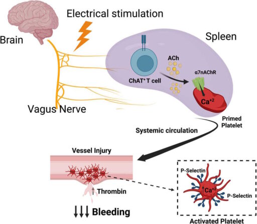 Принцип дії «нейротурнікета»: електричний імпульс стимулює нерв, який викликає вивільнення тромбоцитів з селезінки та згортання крові. Bravo-Iñiguez et al. / Nature Communications, 2023