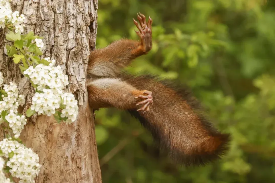 Застрягла у дереві білка здобула нагороду Comedy Wildlife Photography 2024