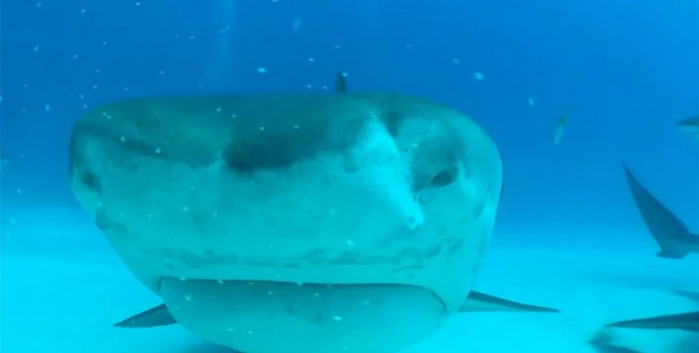 Тигрова акула викрала телефон дайвера, а потім повернула назад (Відео)