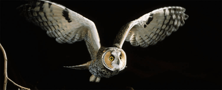 Сови, які світяться рожевим: навіщо довговухим совам флуоресцентні крила