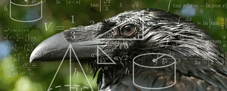 Вчені виявили, що ворони володіють геометричною інтуїцією, схожою на людську