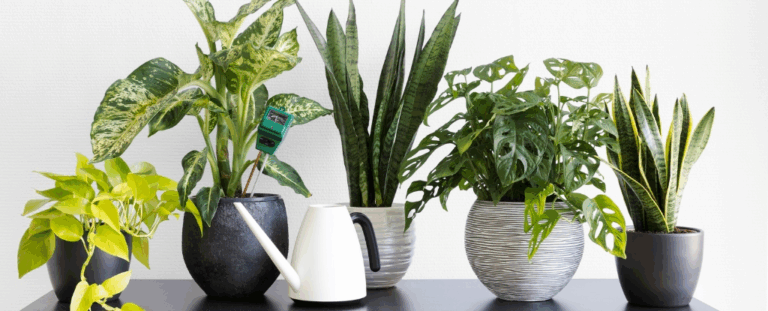 Чому ми любимо кімнатні рослини: дослідження показало несподівані емоційні зв’язки