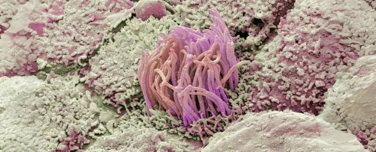 Менструальна кров: як «відходи» жіночого організму відкривають нові горизонти у науці