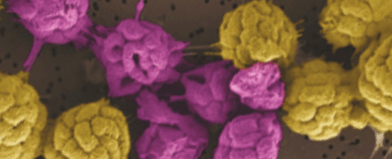 Вчені виявили унікальні бактерії, що живуть лише в колоніях і мають розподіл функцій