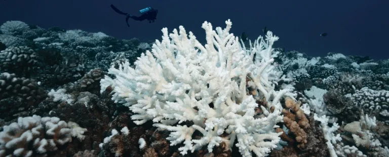 84% коралів Землі у критичному стані через рекордне знебарвлення