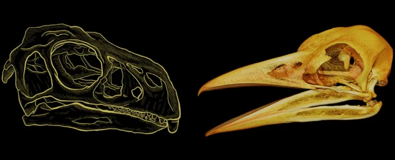 Дзьоби птахів і динозаврів: Як математичне правило розкриває еволюцію природи