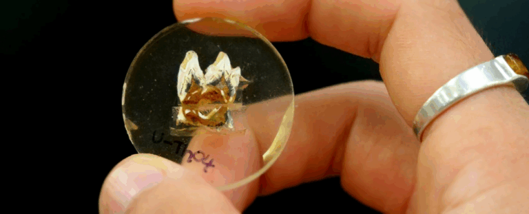 Чому гігантські кенгуру Австралії не змогли пережити зміну клімату: нові відкриття зі скам'янілостей