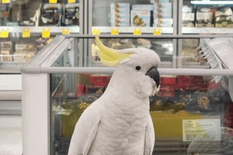 Птах чотири тижні жив у супермаркеті: вигнати його звідти силою забороняє закон (Фото)