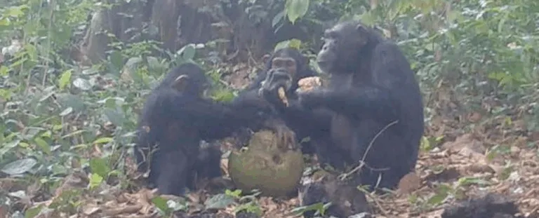 Шимпанзе в Африці вперше зафіксували споживання та обмін алкоголю: нове відкриття вчених