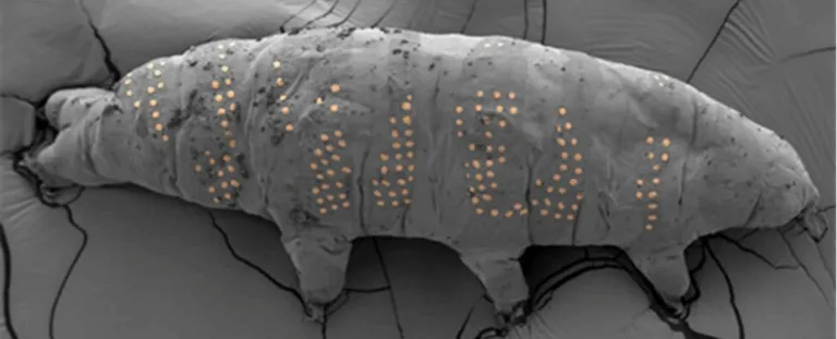 Вчені вперше зробили татуювання живим тихоходам за допомогою нанотехнологій