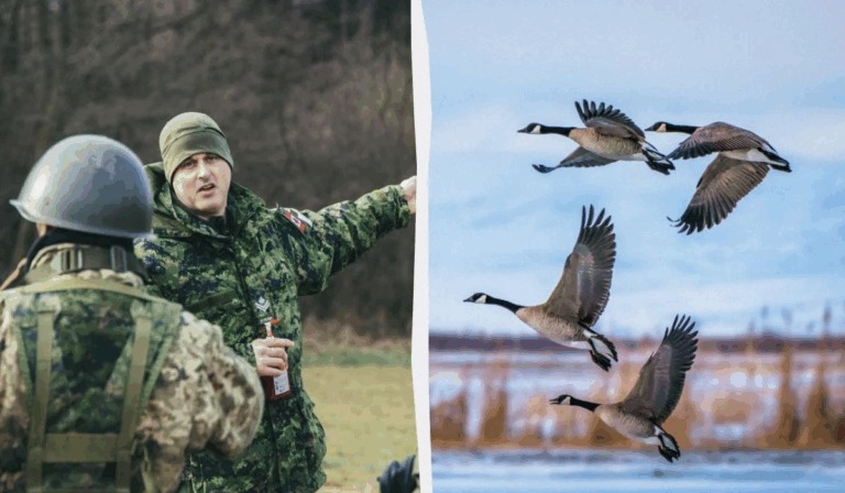 Канадським військовим роздали інструкції про захист від агресивних гусей, - ЗМІ
