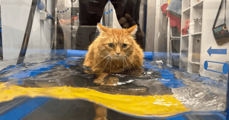 Дієта не допомагала: ветеринари допомогли коту схуднути незвичайним способом (Фото)