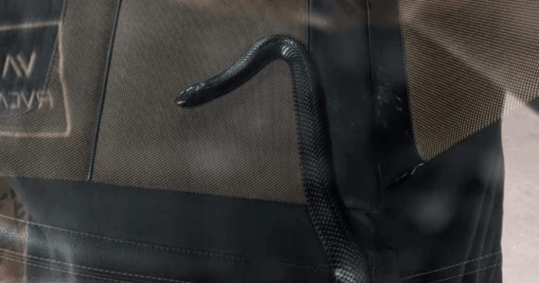 Жінка подружилася з отруйною змією, яка живе в її машині (Фото)