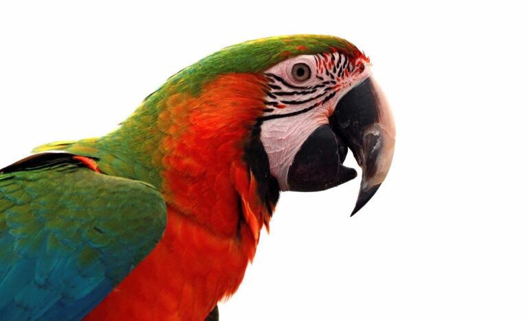 Папуга показав, як правильно грати у боулінг (Відео)