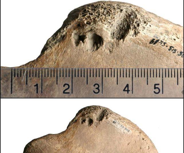 Археологи виявили перший доказ гладіаторських боїв зі звірами за межами Італії