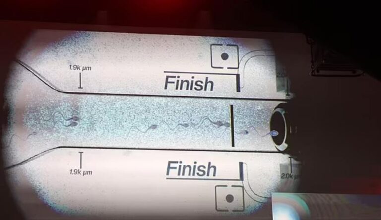 У США пройшли перші у світі перегони сперматозоїдів