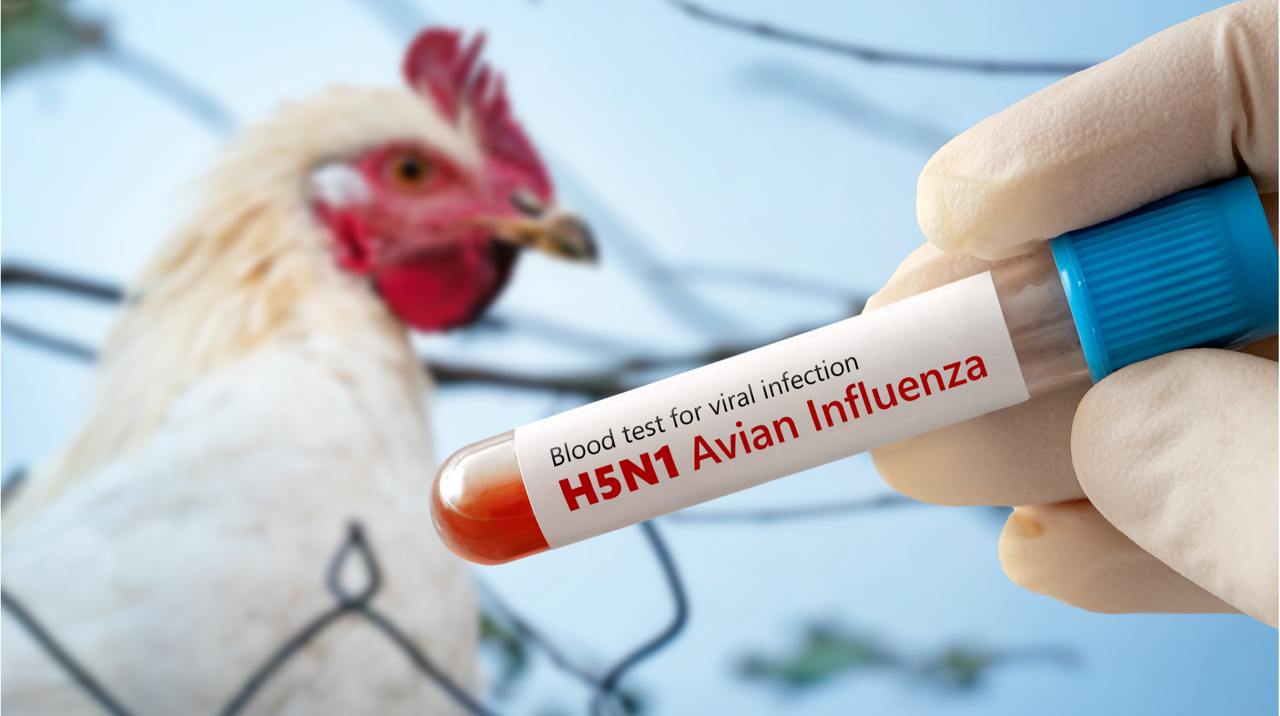 H5N1 може стати наступною пандемією: науковці б’ють на сполох через вірус пташиного грипу