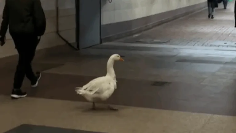 У київському метро побачили гусака — пернатий підкорив соцмережі