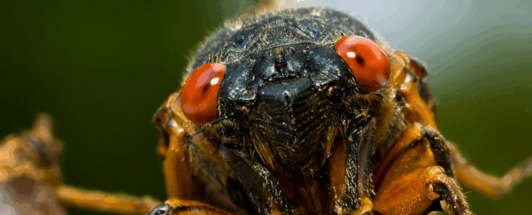 Мільйони червонооких цикад повертаються в США: вперше з 2008 року