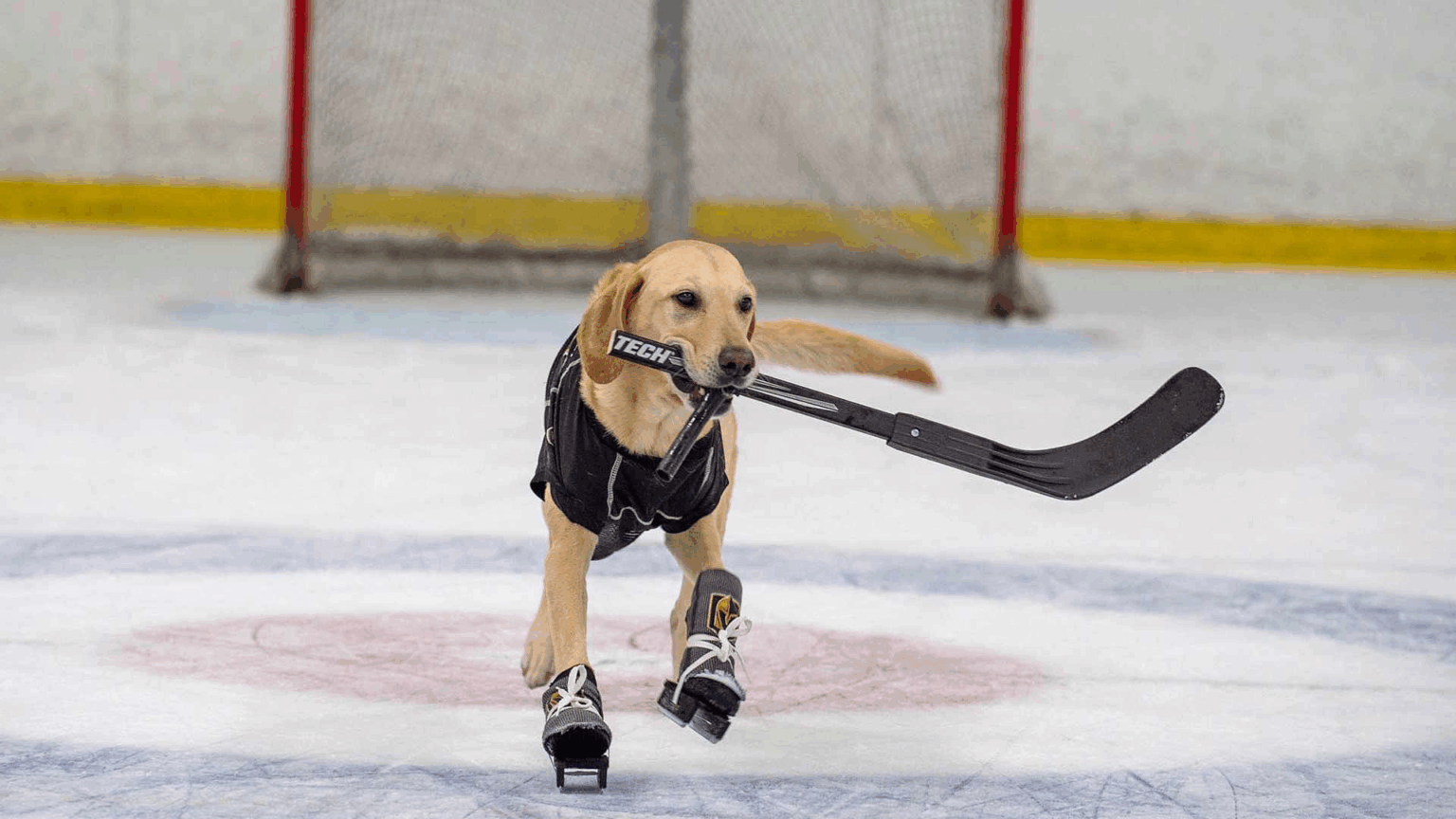 Собака навчився стояти на ковзанах та грати у хокей