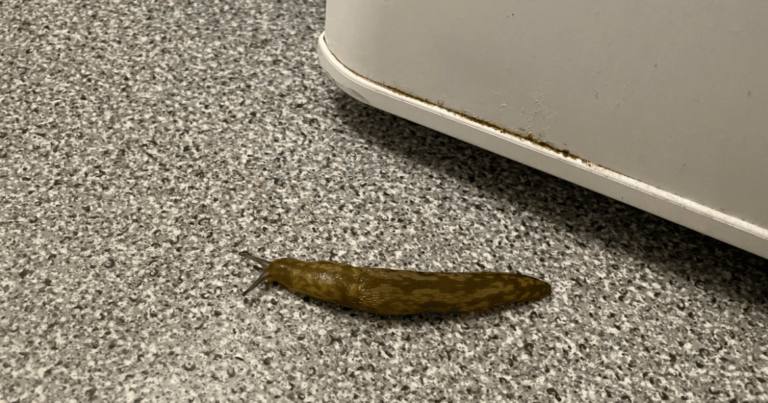 Чоловікові порадили “спалити будинок” після того, як він побачив величезного слимака (Фото)