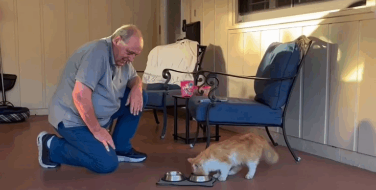 Під впливом анестезії: у США кіт втік від ветеринара додому, подолавши майже 3 милі шляху (Відео)