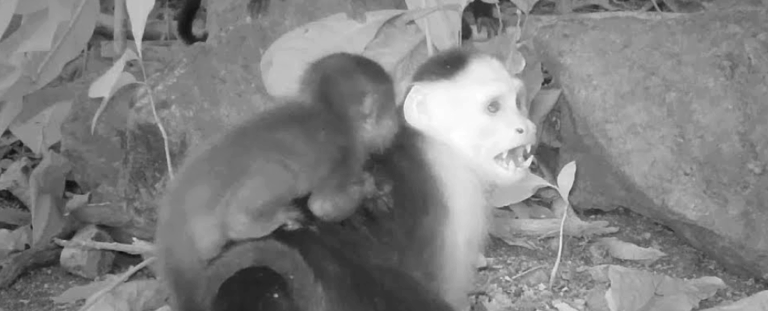 Мавпи-капуцини з Панами викрадають дитинчат інших видів: вчені кажуть, що це – мода