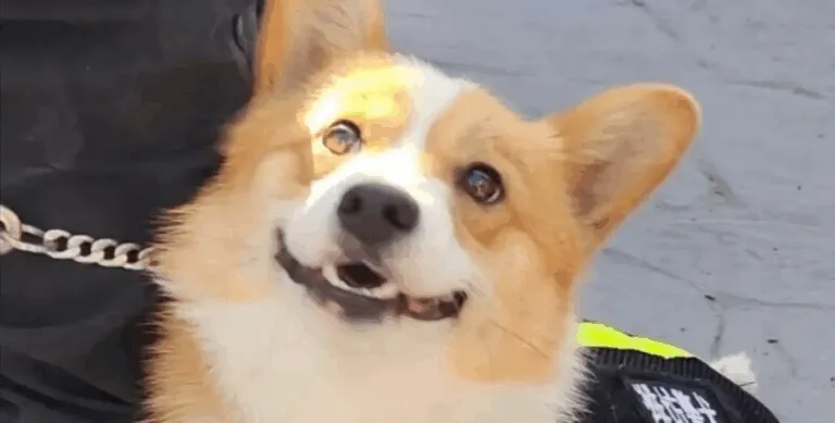 Краде ковбасу і знаходить вибухівку: ЗМІ розповіли, як працює перший коргі-поліцейський у Китаї (Фото)