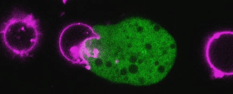 Цей паразит краде частини клітин людини, щоб сховатися від імунітету — нове відкриття вчених