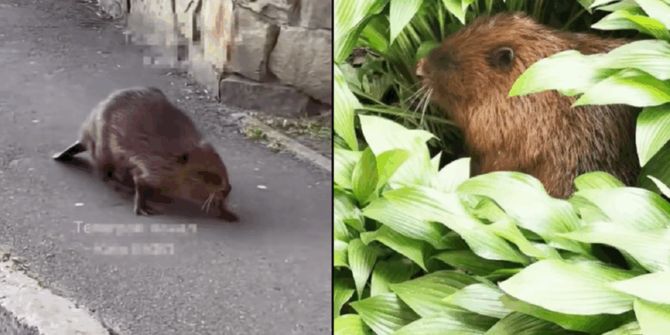 Бобер влаштував собі екскурсію вулицями Києва