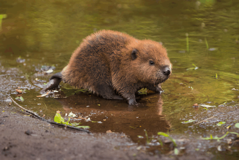 Бобер влаштував собі екскурсію вулицями Києва